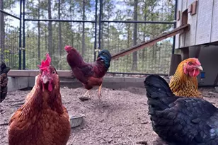 742 Susie Cir, Cameron, NC 28326 - Photo 35