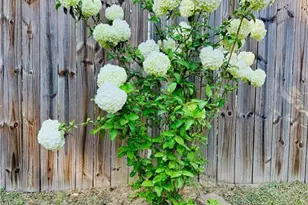 6533 Countryside Dr, Fayetteville, NC 28311 - Photo 49