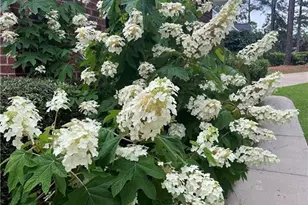 6533 Countryside Dr, Fayetteville, NC 28311 - Photo 47