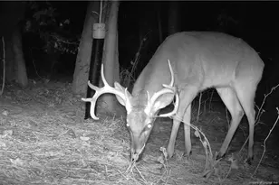 196 Autumn Dr, Vass, NC 28394 - Photo 43