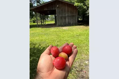 3369 Stedman Cedar Creek Road, Fayetteville, NC 28312 - Photo 7