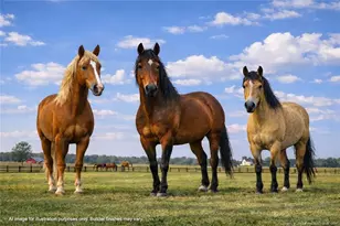 00 Paddow Meadows (Lot 11) Rd, Red Springs, NC 28377 - Photo 17