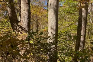 Lot 6 Sepelo Way, Efland, NC 27243 - Photo 1