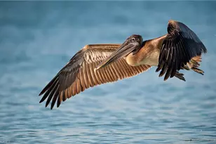 2623 Beach Villas, Captiva, FL 33924 - Photo 47