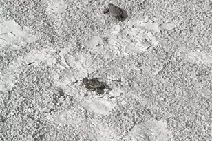 2265 W Gulf Dr, Sanibel, FL 33957 - Photo 29