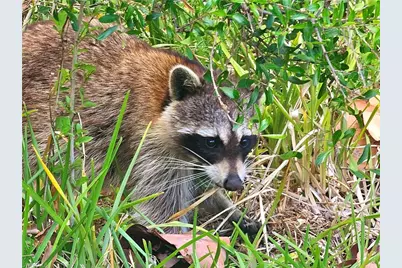 737 Vinca Way, Sanibel, FL 33957 - Photo 5