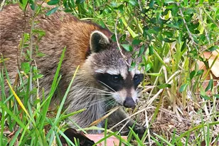 737 Vinca Way, Sanibel, FL 33957 - Photo 5