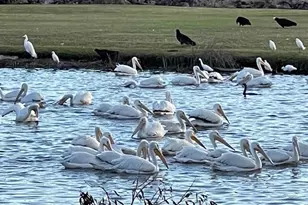 16529 Heron Coach Way, Fort Myers, FL 33908 - Photo 41