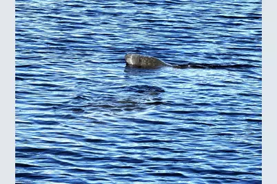 131 SW 47th Ter #202, Cape Coral, FL 33914 - Photo 31