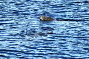 131 SW 47th Terrace, Cape Coral, FL 33914 - Photo 31