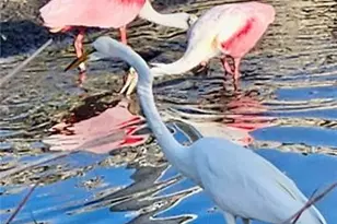 613 Pine Grove Ct, North Fort Myers, FL 33917 - Photo 35