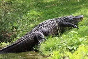 14145 Grosse Point Ln, Fort Myers, FL 33919 - Photo 43