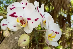 14831 Park Lake Dr, Fort Myers, FL 33919 - Photo 39