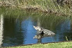 10307 White Palm Way, Fort Myers, FL 33966 - Photo 35