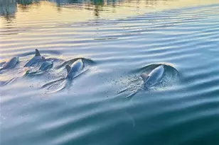 18038 San Carlos Blvd, Fort Myers Beach, FL 33931 - Photo 39