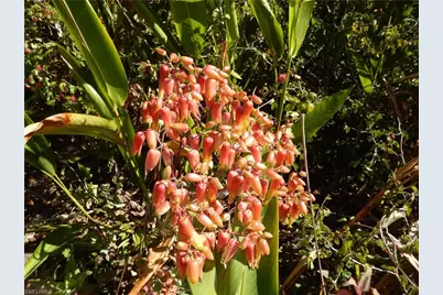 229 SE 46th Ln, Cape Coral, FL 33904 - Photo 47