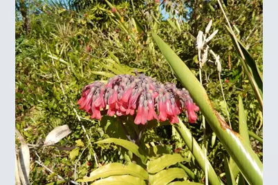 229 SE 46th Ln, Cape Coral, FL 33904 - Photo 45