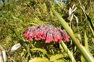 229 SE 46th Ln, Cape Coral, FL 33904 - Photo 45