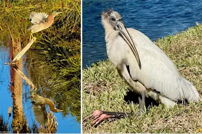 14593 Aeries Way Dr, Fort Myers, FL 33912 - Photo 41