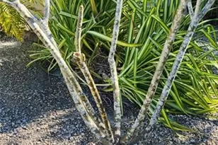 4870 Coquina Rd SW, Fort Myers Beach, FL 33931 - Photo 27