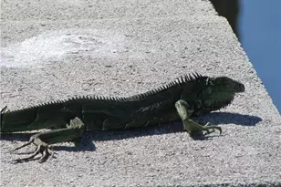 5004 Gulfgate Ln, Saint James City, FL 33956 - Photo 13