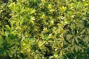 5100 Cypress Trail Resort Cir, Fort Myers, FL 33905 - Photo 21