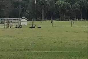 3790 Goggin Rd, Alva, FL 33920 - Photo 23