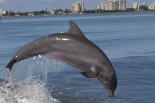 1144 NW 19th Ave, Cape Coral, FL 33993 - Photo 9