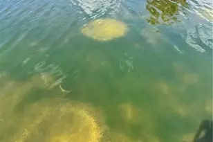 42 NE 13th Ave, Cape Coral, FL 33909 - Photo 49