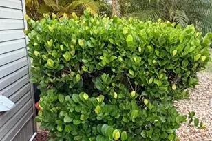 10325 Fire Flag Trail, Fort Myers, FL 33905 - Photo 19