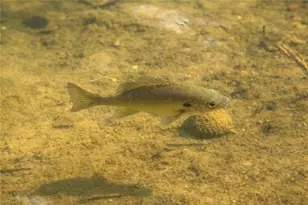 1317 NE 5th Pl, Cape Coral, FL 33909 - Photo 11