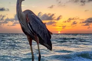 727 Old Burnt Store Rd N, Cape Coral, FL 33993 - Photo 5