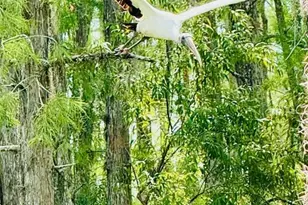 10526 Carena Cir, Fort Myers, FL 33913 - Photo 47