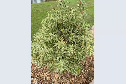 5222 Pineland Daisy Trl, Fort Myers, FL 33905 - Photo 33