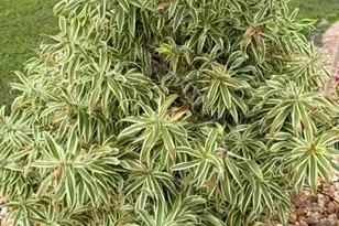 5222 Pineland Daisy Trail, Fort Myers, FL 33905 - Photo 33