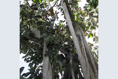 4195 Pine Island Rd NW, Matlacha, FL 33993 - Photo 19