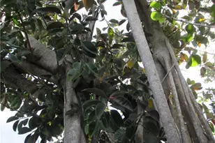 4195 Pine Island Rd NW, Matlacha, FL 33993 - Photo 19