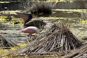 9247 Dimmick Dr, Sanibel, FL 33957 - Photo 39
