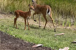 20309 Black Tree Ln, Estero, FL 33928 - Photo 39