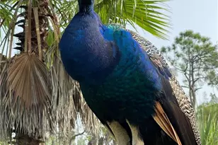 6831 Tropical Ln, Bokeelia, FL 33922 - Photo 43