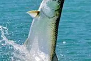 7251 Orange Ave, Bokeelia, FL 33922 - Photo 3