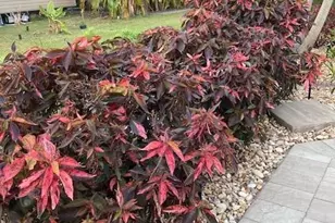 10309 Fire Flag Trail, Fort Myers, FL 33905 - Photo 23