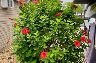 10309 Fire Flag Trail, Fort Myers, FL 33905 - Photo 21