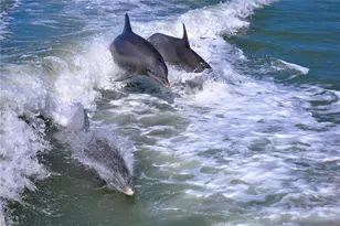 242 Newport Dr, Naples, FL 34114 - Photo 39