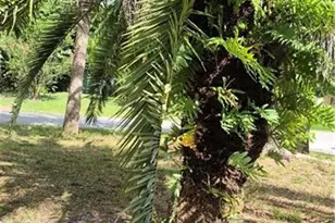 315 Cleveland Ave, Lehigh Acres, FL 33936 - Photo 41