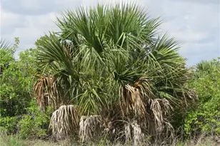 4410 Connection Ave, Cape Coral, FL 33909 - Photo 9