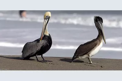 [Address not provided], Naples, FL 34112 - Photo 23