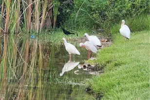 1818 NE 1st Pl, Cape Coral, FL 33909 - Photo 11