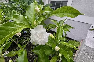 1940 Desoto Blvd N, Naples, FL 34120 - Photo 5