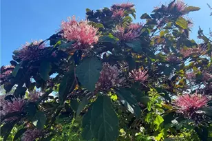 119 Flame Vine Dr, Naples, FL 34110 - Photo 29